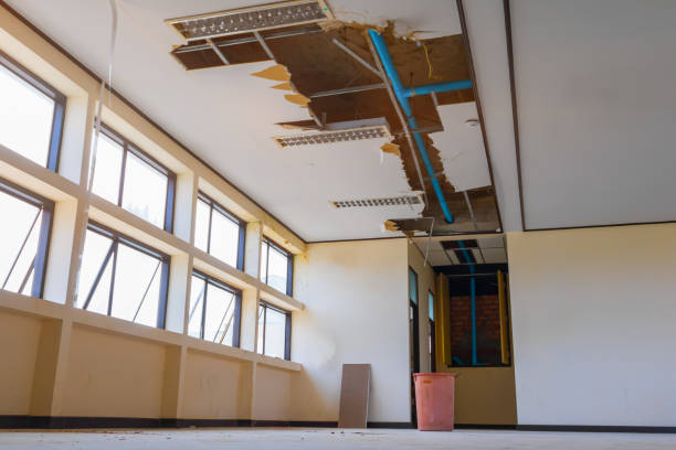 Best Water damage contractors near me  in Davis Junction, IL