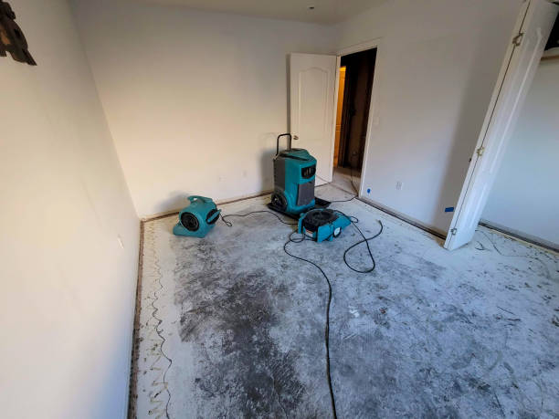 Best Mold removal after water damage  in Davis Junction, IL