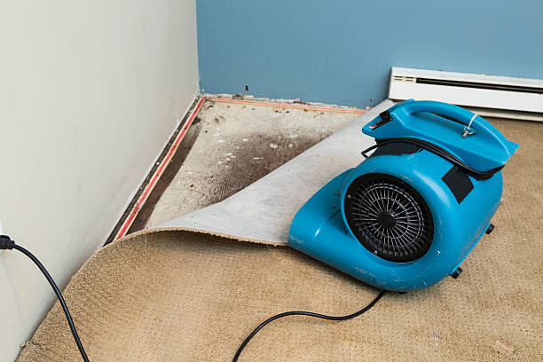 Best Commercial water damage restoration  in Davis Junction, IL